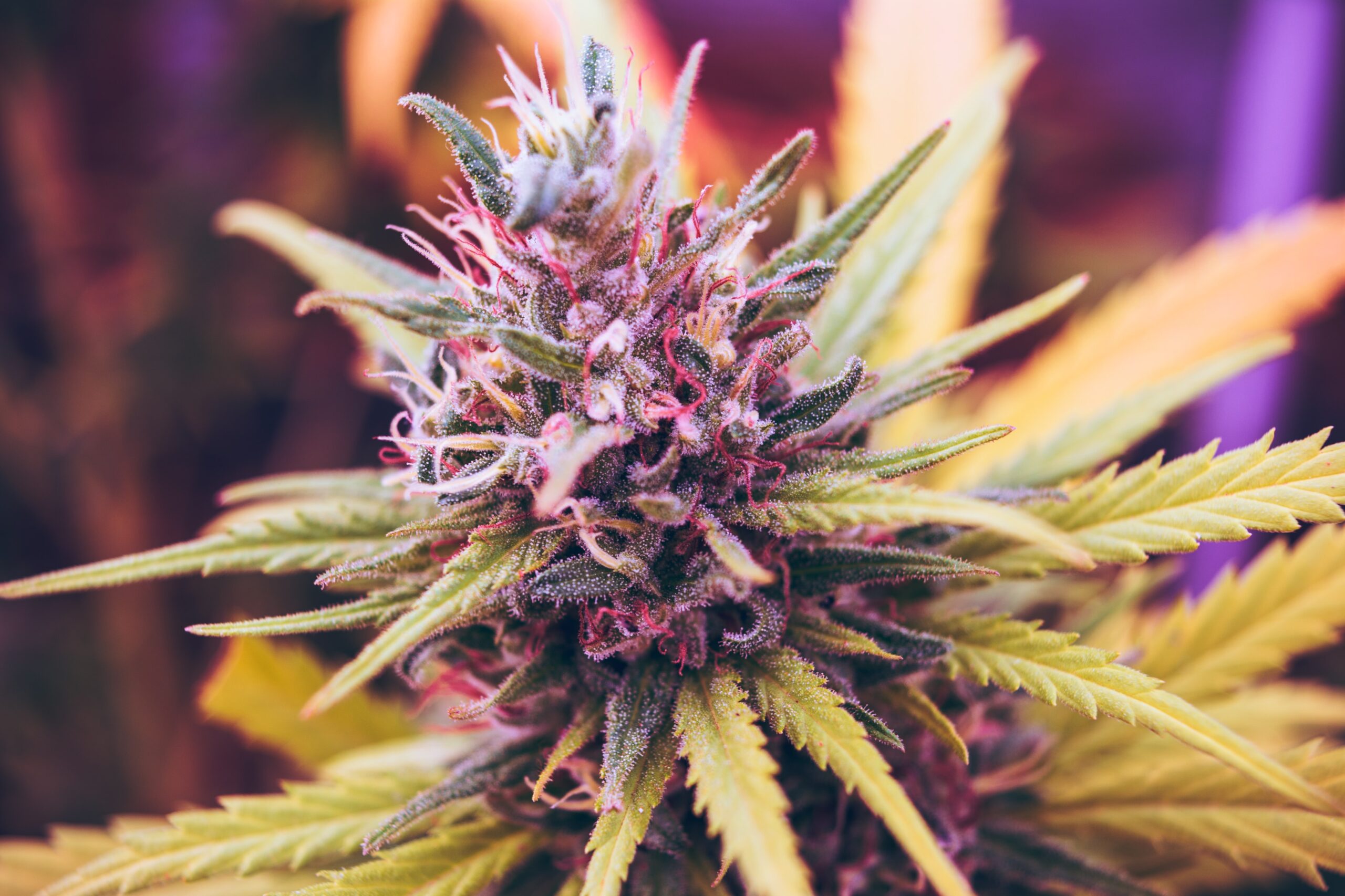 A Beginner's Guide To Weed Terms | Neighborgoods Cannabis